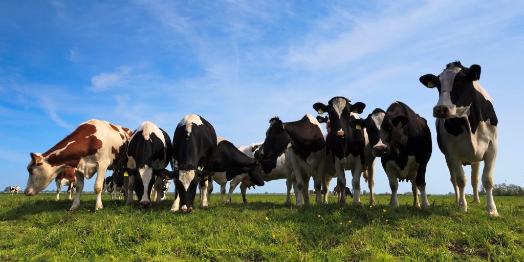 Curious cows 