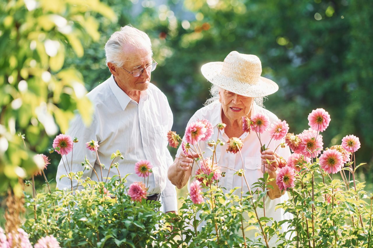 senior couple in garden picking pink dahlias